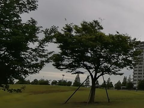TREE.jpg